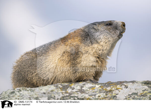 Alpenmurmeltier / alpine marmot / DMS-13174