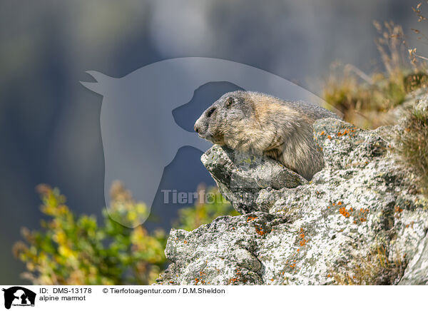 Alpenmurmeltier / alpine marmot / DMS-13178