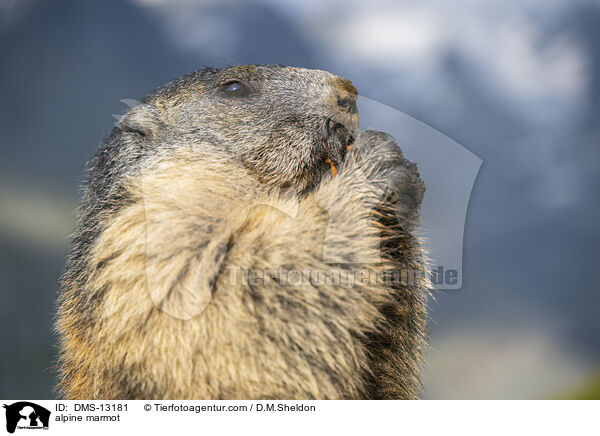 Alpenmurmeltier / alpine marmot / DMS-13181