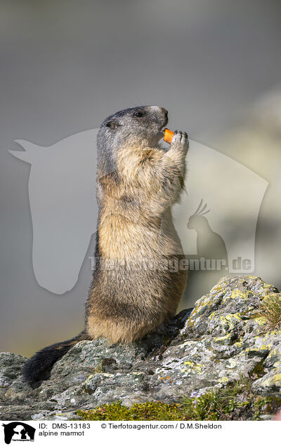 Alpenmurmeltier / alpine marmot / DMS-13183