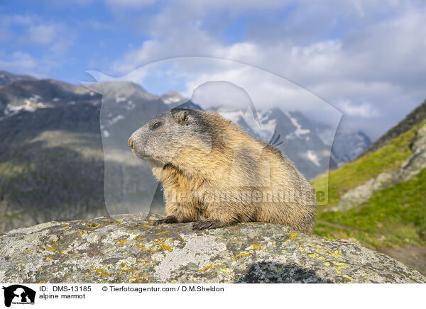 Alpenmurmeltier / alpine marmot / DMS-13185