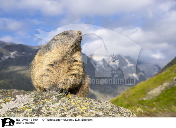 Alpenmurmeltier / alpine marmot / DMS-13190
