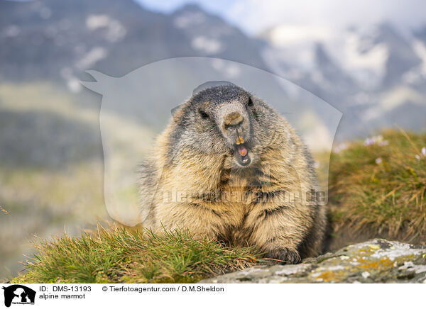 Alpenmurmeltier / alpine marmot / DMS-13193