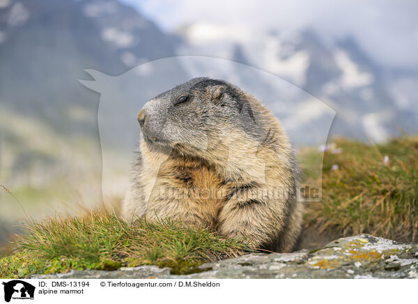 Alpenmurmeltier / alpine marmot / DMS-13194