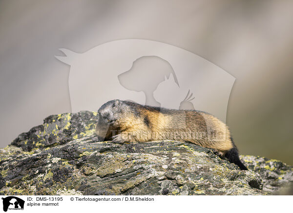 Alpenmurmeltier / alpine marmot / DMS-13195