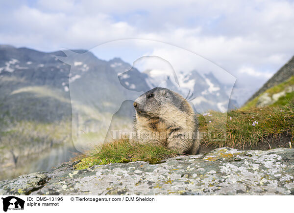Alpenmurmeltier / alpine marmot / DMS-13196