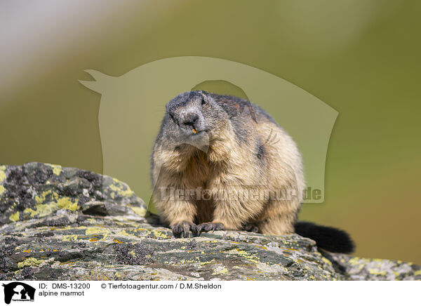 Alpenmurmeltier / alpine marmot / DMS-13200