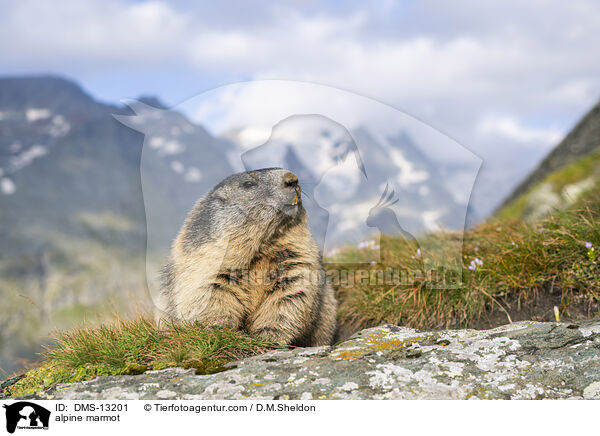 Alpenmurmeltier / alpine marmot / DMS-13201