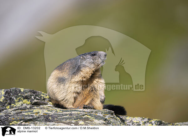 Alpenmurmeltier / alpine marmot / DMS-13202