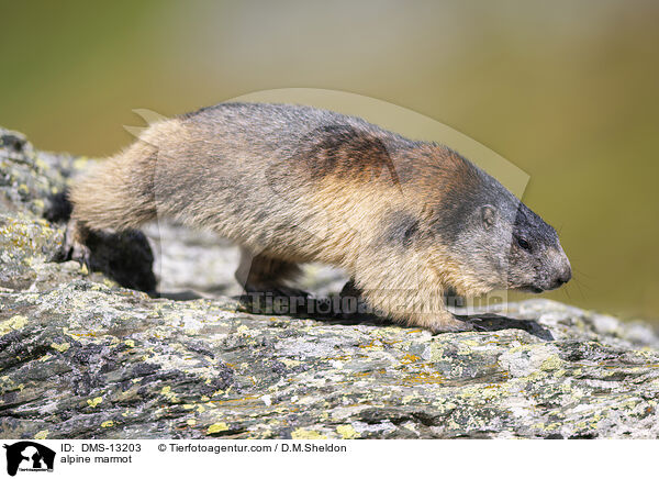 Alpenmurmeltier / alpine marmot / DMS-13203
