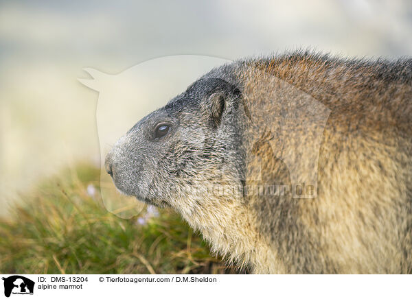 Alpenmurmeltier / alpine marmot / DMS-13204
