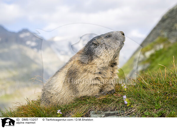 Alpenmurmeltier / alpine marmot / DMS-13207