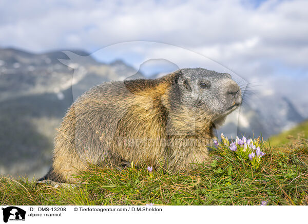 Alpenmurmeltier / alpine marmot / DMS-13208