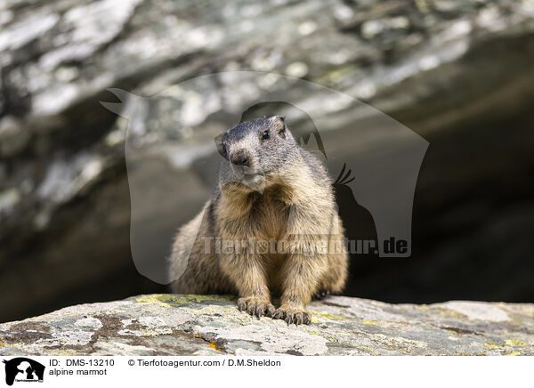 Alpenmurmeltier / alpine marmot / DMS-13210