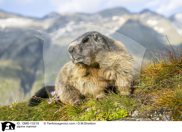 Alpenmurmeltier / alpine marmot / DMS-13216
