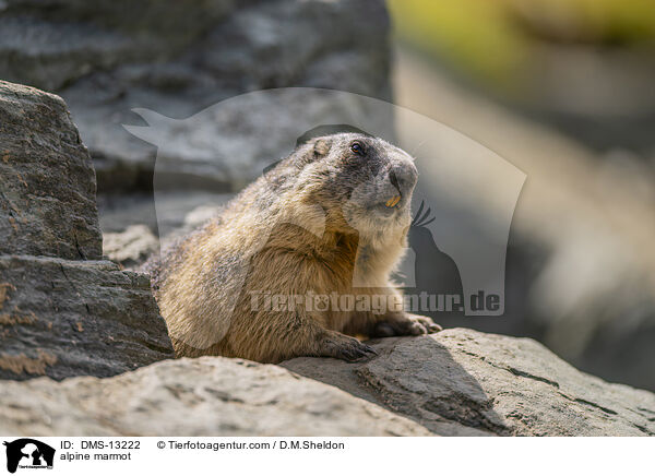 Alpenmurmeltier / alpine marmot / DMS-13222