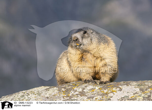 Alpenmurmeltier / alpine marmot / DMS-13223