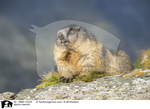 Alpenmurmeltier / alpine marmot / DMS-13225