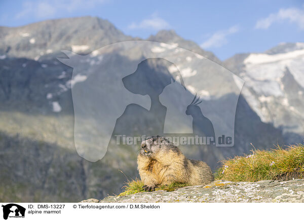 Alpenmurmeltier / alpine marmot / DMS-13227