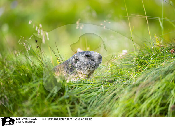 Alpenmurmeltier / alpine marmot / DMS-13228