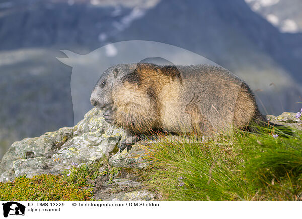 Alpenmurmeltier / alpine marmot / DMS-13229
