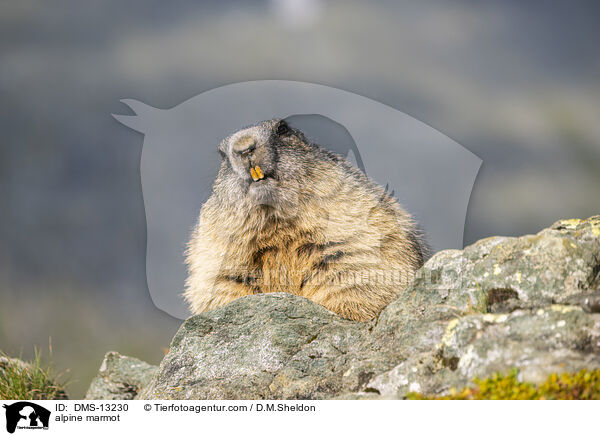 alpine marmot / DMS-13230