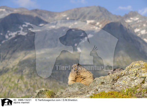 Alpenmurmeltier / alpine marmot / DMS-13231