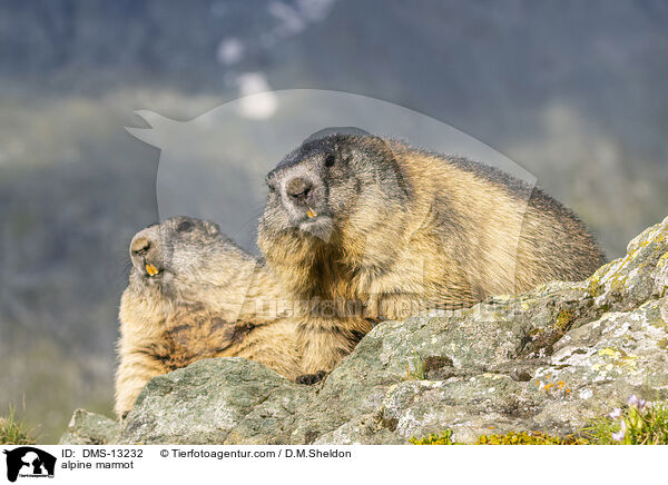 Alpenmurmeltier / alpine marmot / DMS-13232