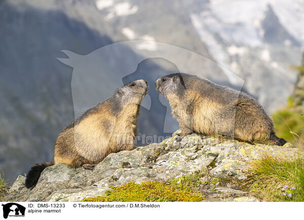 Alpenmurmeltier / alpine marmot / DMS-13233