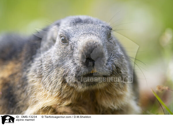 Alpenmurmeltier / alpine marmot / DMS-13234