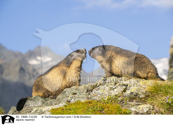 Alpenmurmeltier / alpine marmot / DMS-13236