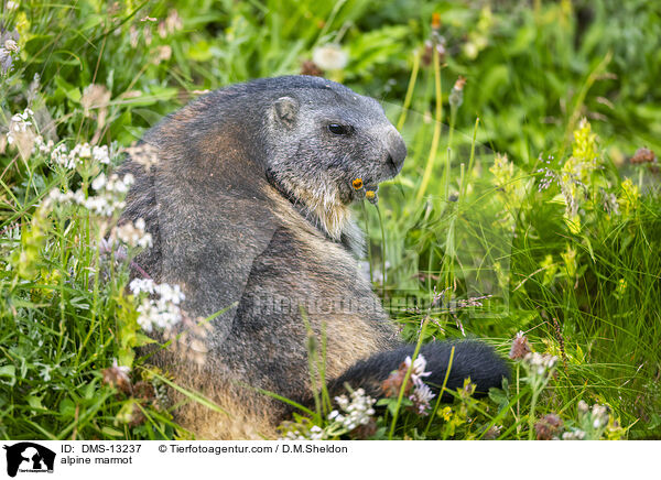 Alpenmurmeltier / alpine marmot / DMS-13237