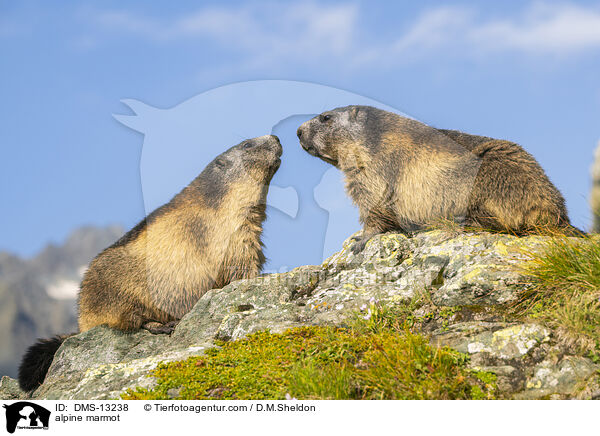 Alpenmurmeltier / alpine marmot / DMS-13238
