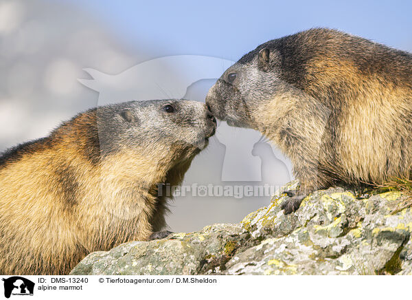 Alpenmurmeltier / alpine marmot / DMS-13240