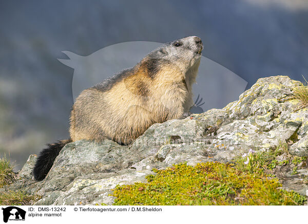 Alpenmurmeltier / alpine marmot / DMS-13242