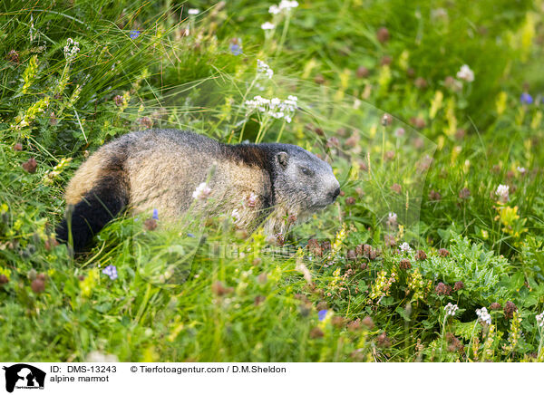 Alpenmurmeltier / alpine marmot / DMS-13243