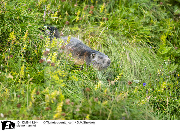 Alpenmurmeltier / alpine marmot / DMS-13244
