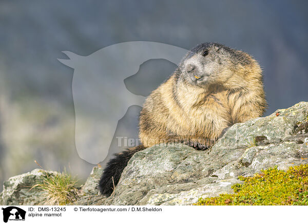 Alpenmurmeltier / alpine marmot / DMS-13245