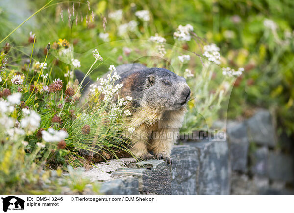Alpenmurmeltier / alpine marmot / DMS-13246