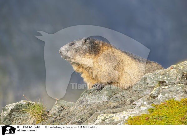 Alpenmurmeltier / alpine marmot / DMS-13248