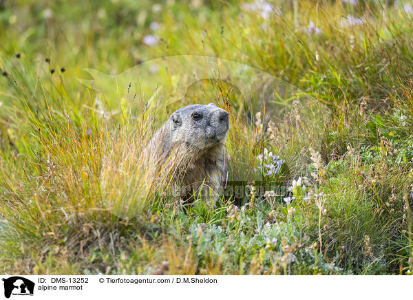 Alpenmurmeltier / alpine marmot / DMS-13252