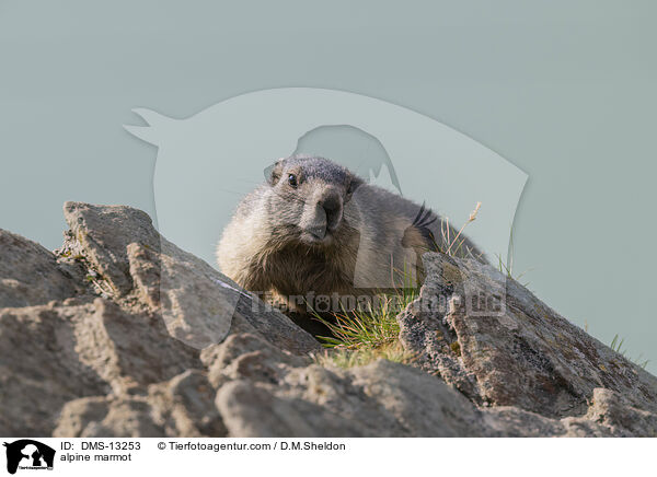 Alpenmurmeltier / alpine marmot / DMS-13253