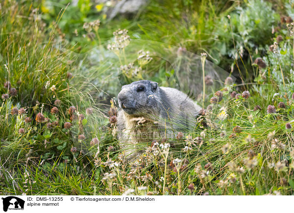Alpenmurmeltier / alpine marmot / DMS-13255