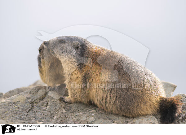 Alpenmurmeltier / alpine marmot / DMS-13256