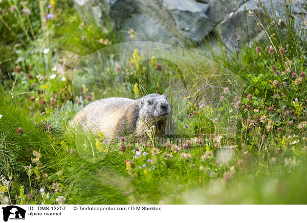 Alpenmurmeltier / alpine marmot / DMS-13257