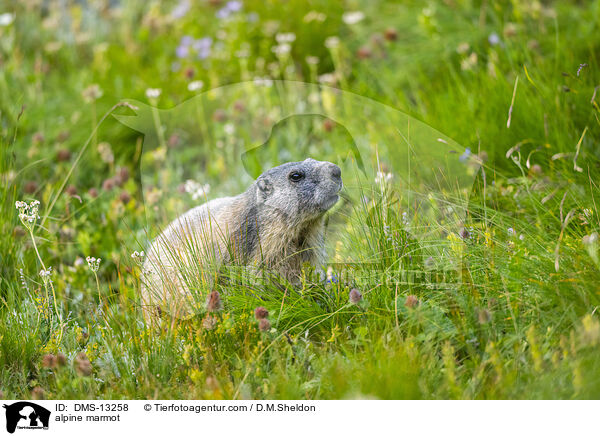 Alpenmurmeltier / alpine marmot / DMS-13258