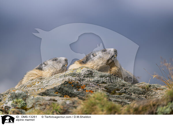 Alpenmurmeltier / alpine marmot / DMS-13261