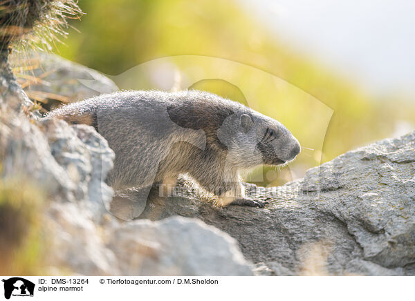 Alpenmurmeltier / alpine marmot / DMS-13264