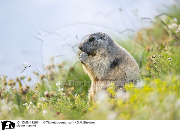 Alpenmurmeltier / alpine marmot / DMS-13266