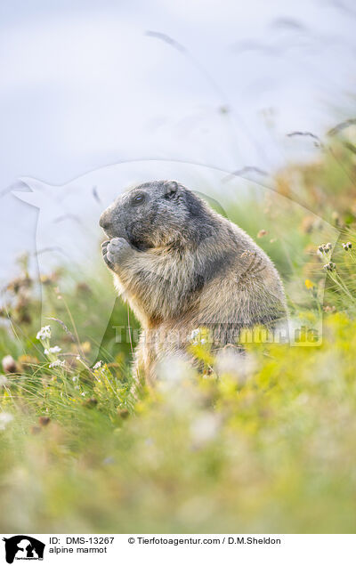Alpenmurmeltier / alpine marmot / DMS-13267